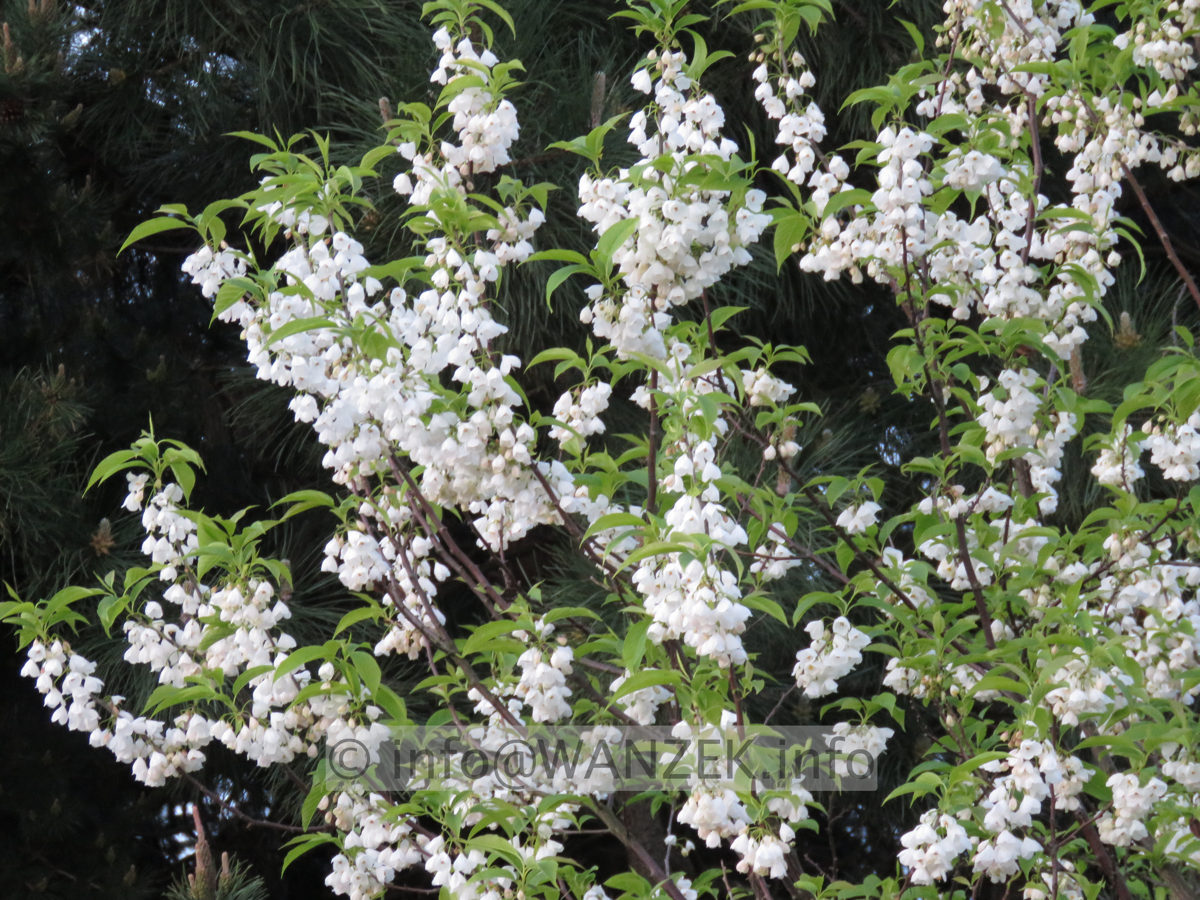 Halesia monticola - Sol 07.JPG